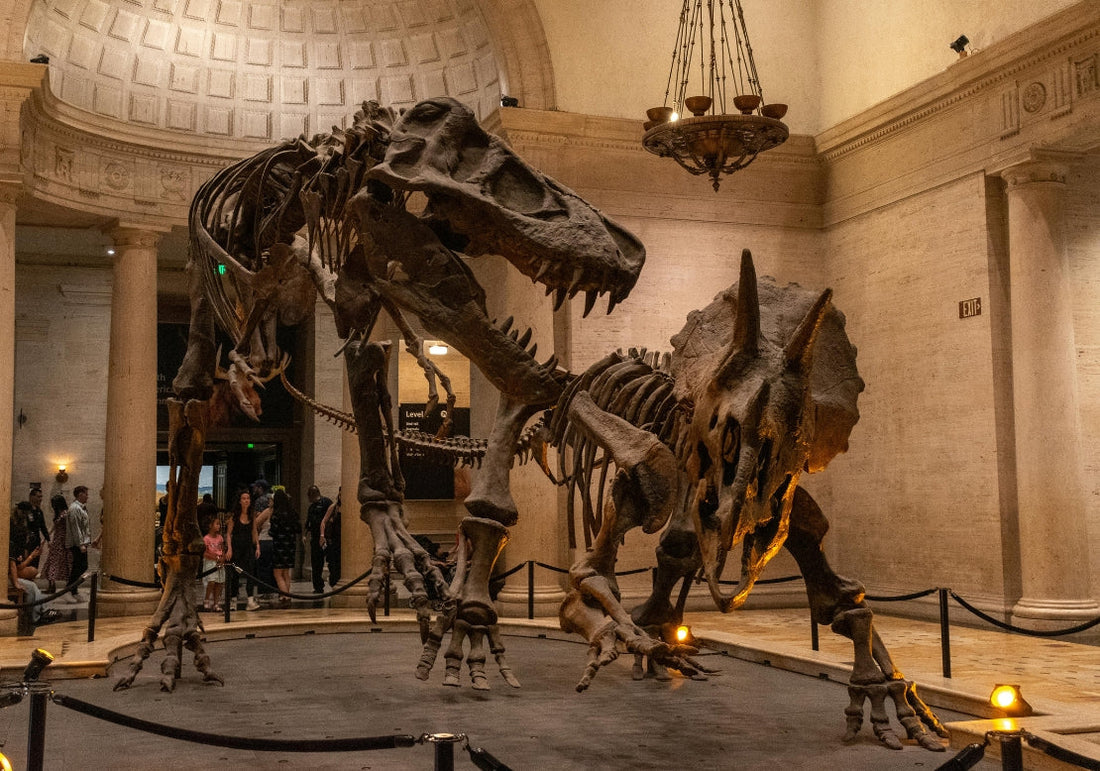 dinosaures au musée 